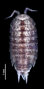 Styloniscus manuvaka