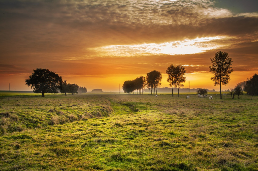 Field at sunset