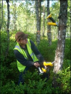 Dave Auty performs test on a pine
