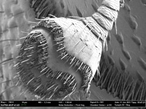 Bug antenna up close