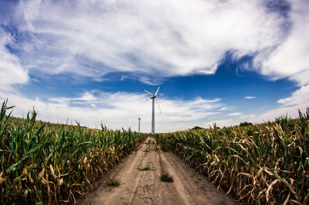 A dirt road through a crop field leads to a wind turbine.