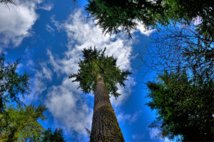 Diana Robinson photo, Douglas fir.