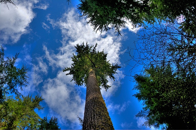 Diana Robinson photo, Douglas fir.