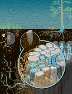 soil fungi