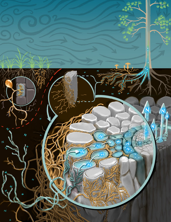 soil fungi