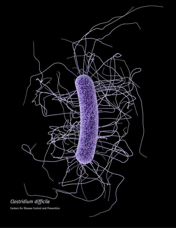c difficile bacterium