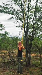 Measuring tree height.