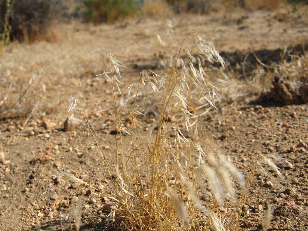 cheatgrass