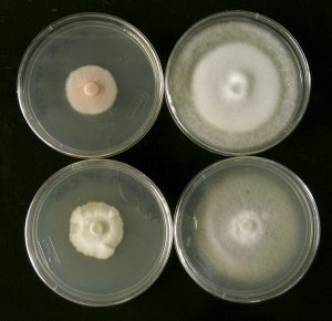 Images of Valley fever fungus