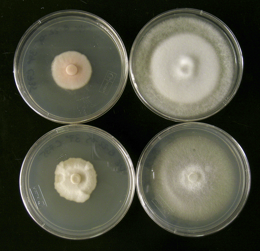 Images of Valley fever fungus