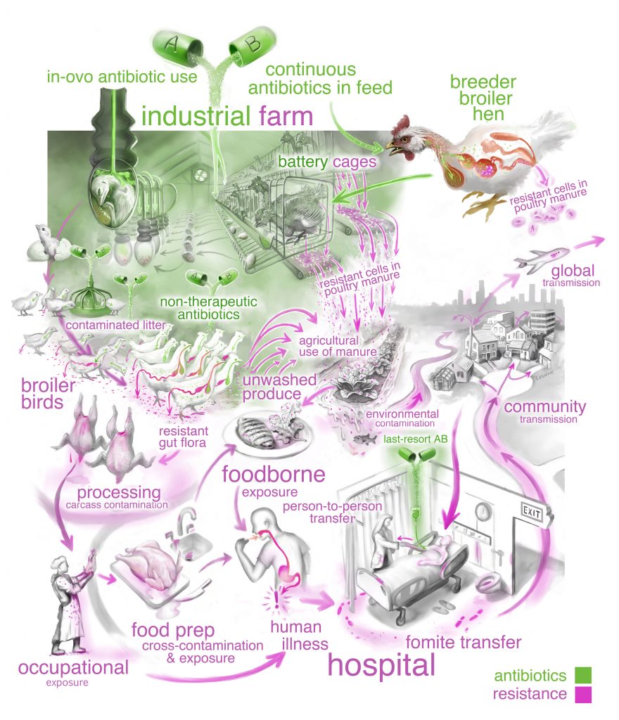 Antibiotic-resistance pathways