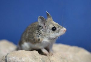 Southern grasshopper mouse (Onychomys torridus)