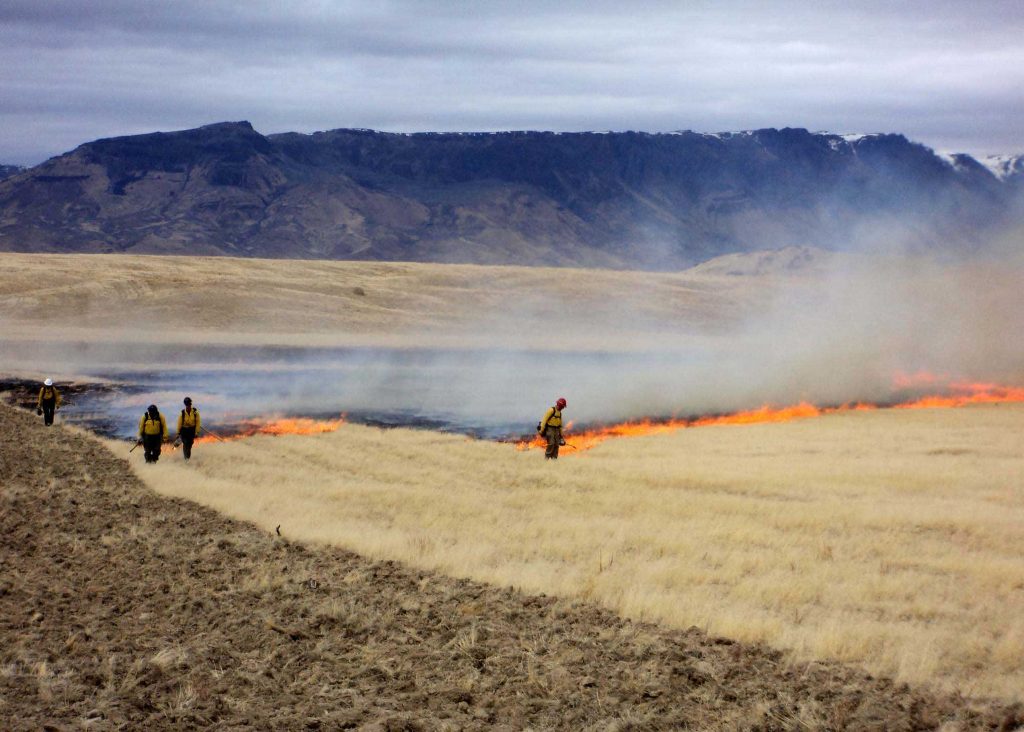 Prescribed_burn-remove-cheatgrass