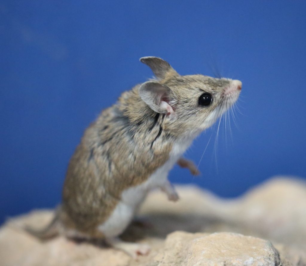 Grasshopper mouse
