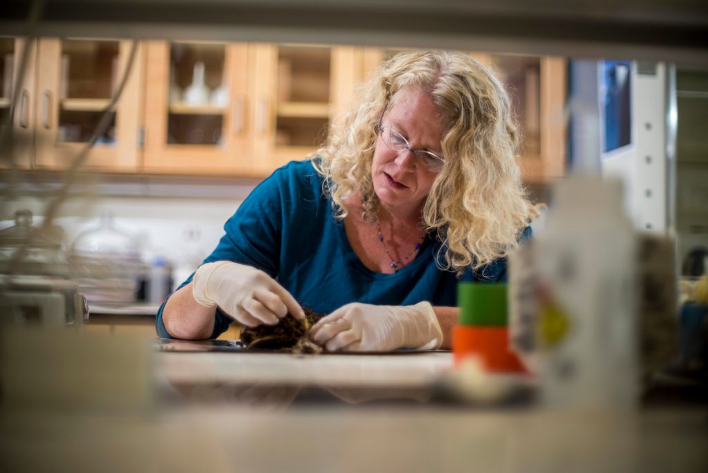 Professor Michelle Mack