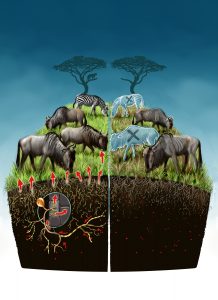 Serengiti food web