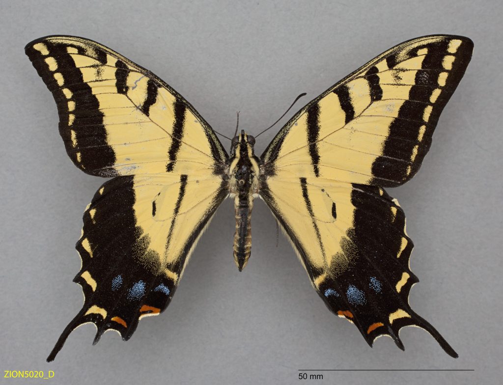 Two-Tailed Swallowtail