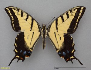 Two-Tailed Swallowtail