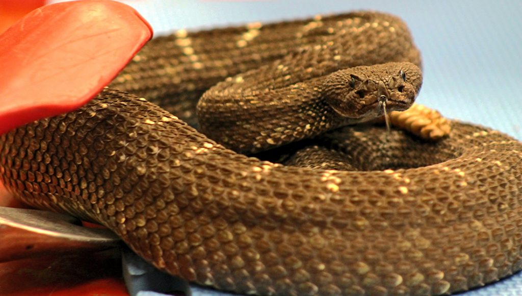 rattlesnake