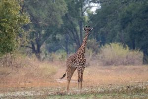 Giraffe