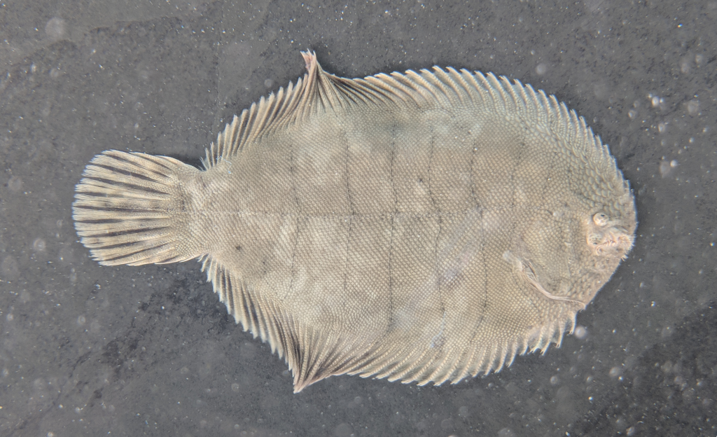 Hogchoker fish
