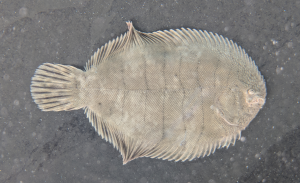 Hogchoker fish