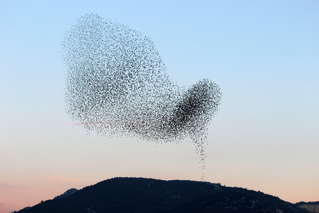Flock of birds