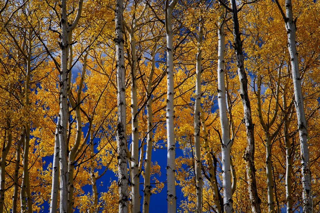 Aspen trees