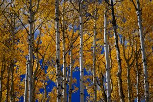 Aspen trees