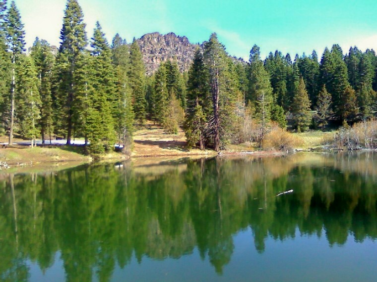 Forest and lake
