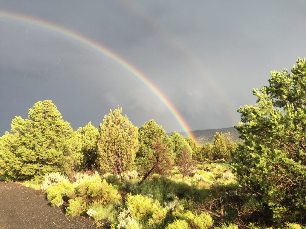 Pinyon juniper forest
