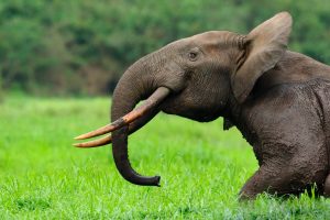 Forest Elephant