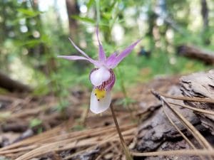Flower in the forest