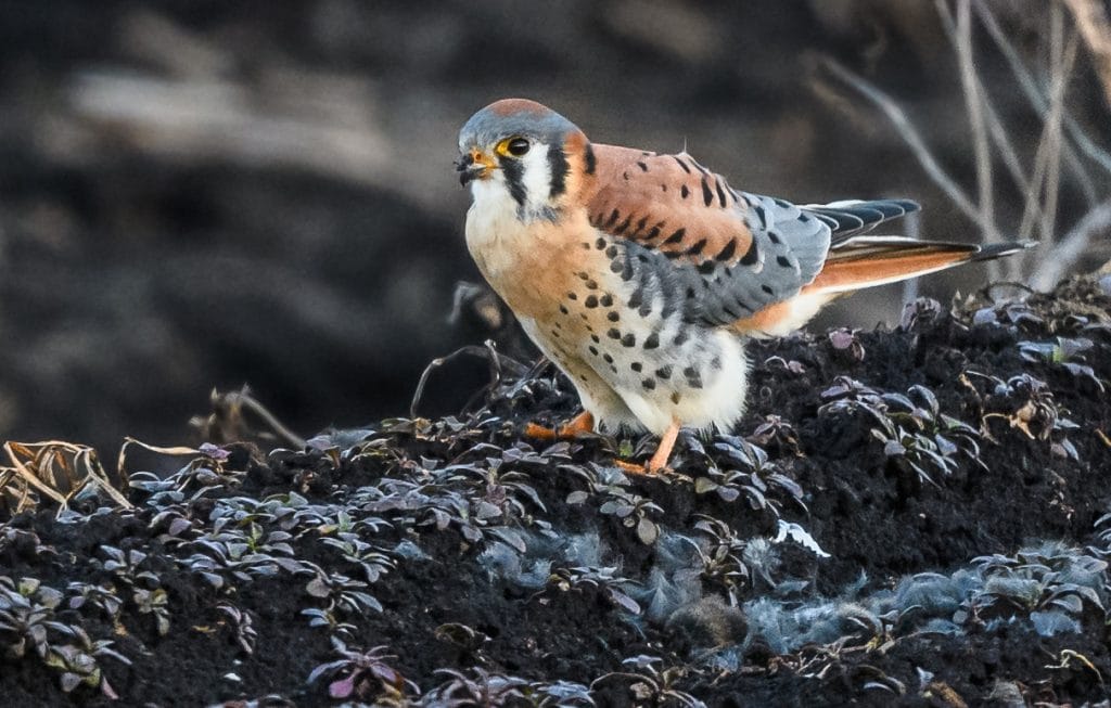 American kestrel