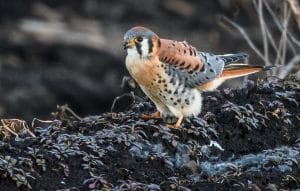 American kestrel