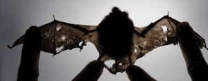 bat with white-nose syndrome