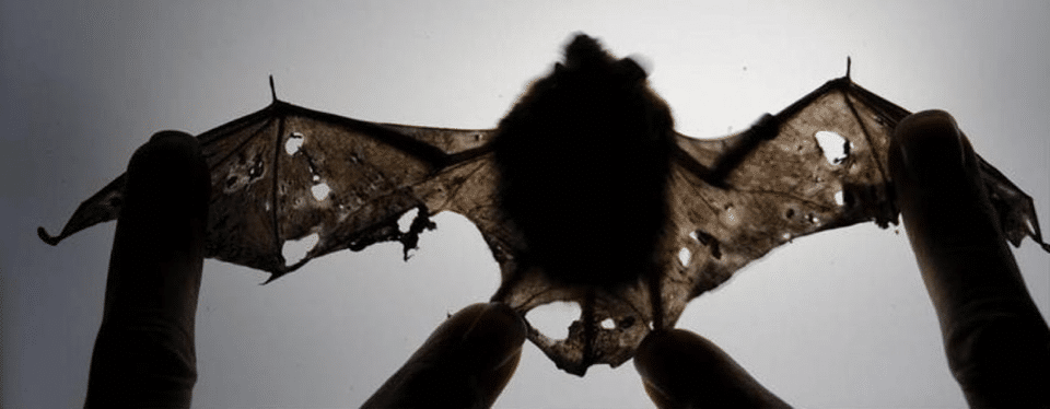 bat with white-nose syndrome