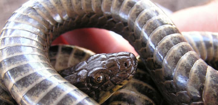 Gartersnake
