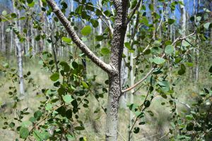 aspen with oystershell scale