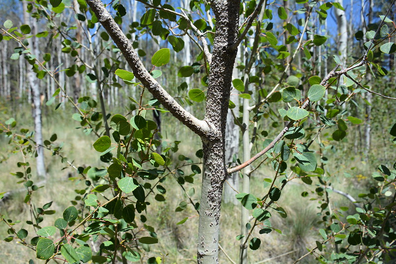 aspen with oystershell scale