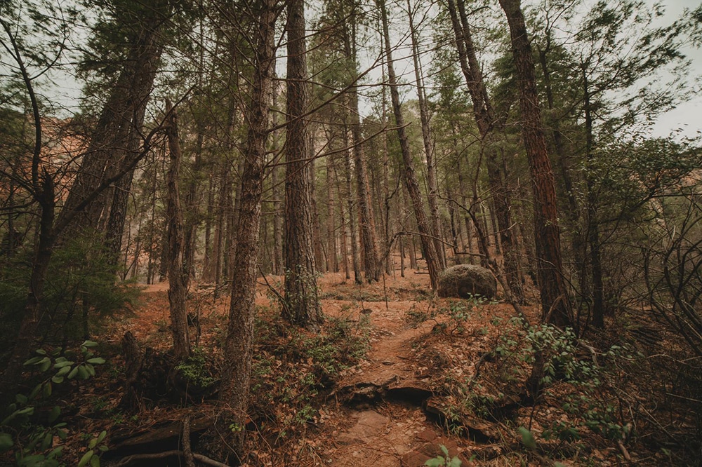 Forest