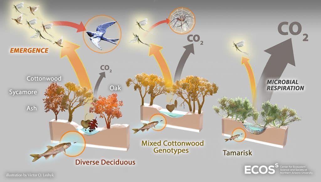 Leaf litter graphic
