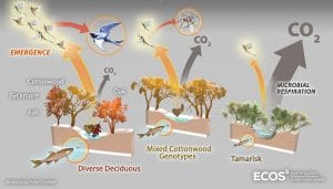Leaf litter graphic