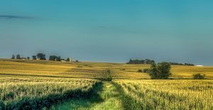 America Farm Iowa Landscape Cornfield Corn