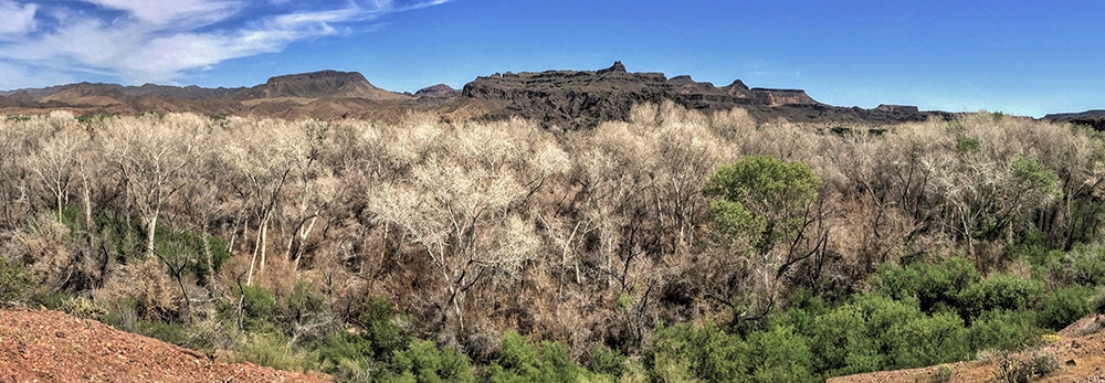 Bill Williams panorama of mortality