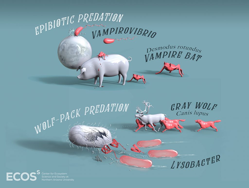 Ecoss graphic