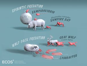 Ecoss graphic