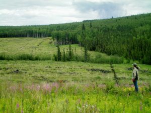 A fuel break can help protect against forest fires.
