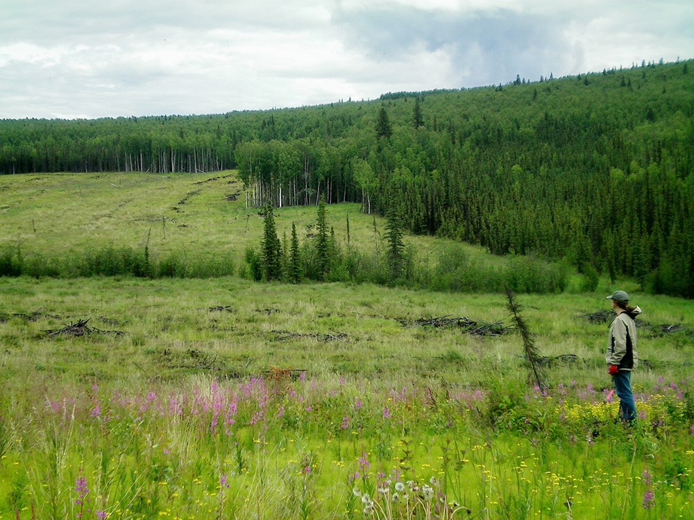 A fuel break can help protect against forest fires.