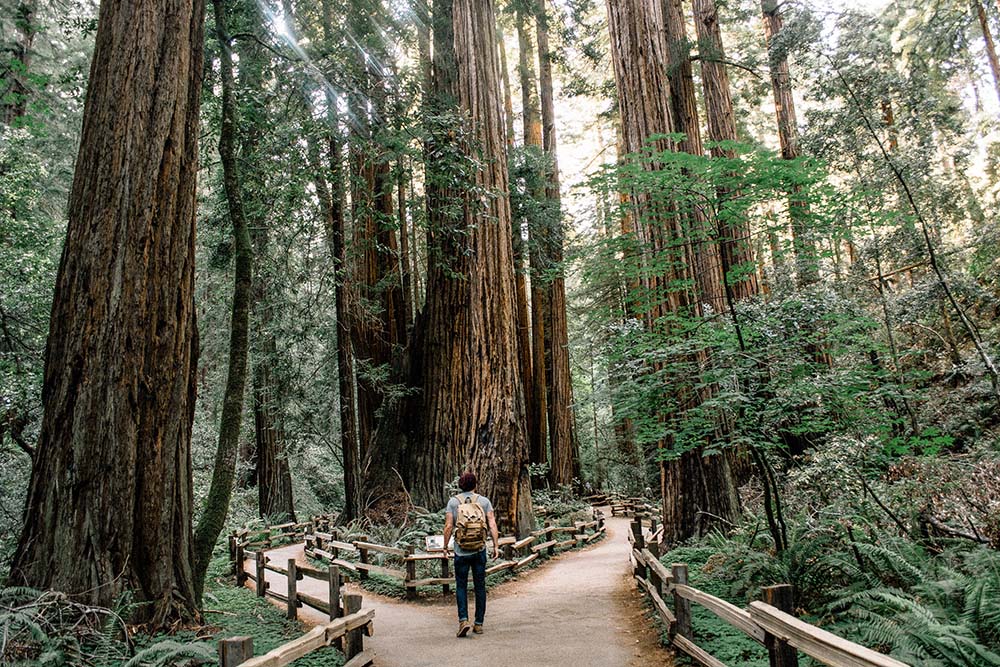 A man walking in the redwoods